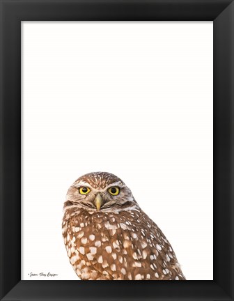 Framed Young Owl Print