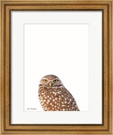 Framed Young Owl Print