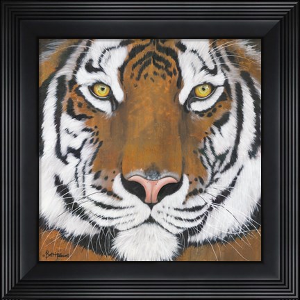 Framed Tiger Gaze Print