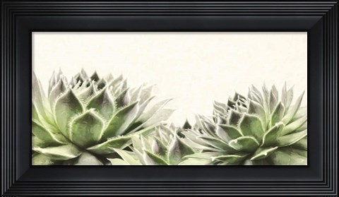 Framed Soft Succulents I Print
