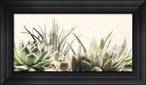 Framed Soft Succulents II Print