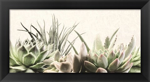 Framed Soft Succulents II Print