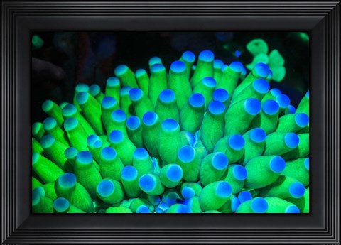 Framed Fluorescing Wnderwater Macro Images Print
