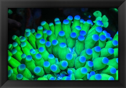 Framed Fluorescing Wnderwater Macro Images Print