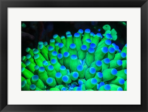 Framed Fluorescing Wnderwater Macro Images Print