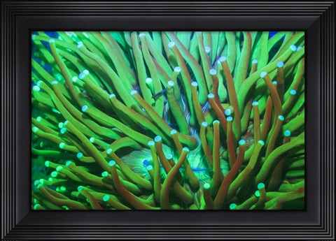 Framed Day Fluorescing Print