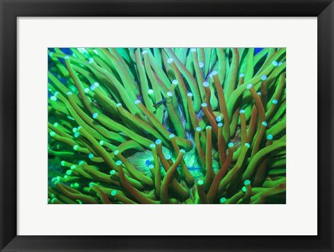 Framed Day Fluorescing Print