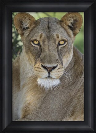 Framed African Lion, Mashatu Reserve, Botswana Print