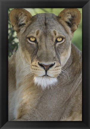 Framed African Lion, Mashatu Reserve, Botswana Print