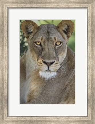 Framed African Lion, Mashatu Reserve, Botswana Print