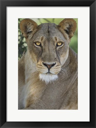 Framed African Lion, Mashatu Reserve, Botswana Print