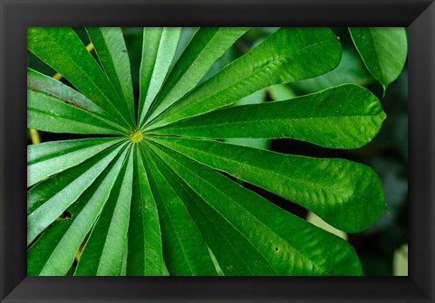 Framed Marantaceae Forest Vegetation Odzala-Kokoua National Park Congo Print