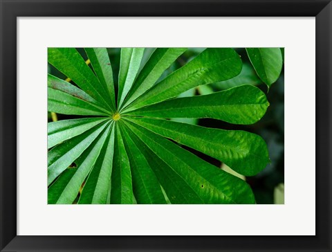 Framed Marantaceae Forest Vegetation Odzala-Kokoua National Park Congo Print