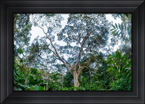 Framed Marantaceae Forest Odzala-Kokoua National Park Congo Print
