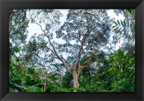 Framed Marantaceae Forest Odzala-Kokoua National Park Congo Print