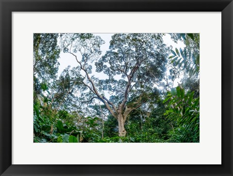 Framed Marantaceae Forest Odzala-Kokoua National Park Congo Print