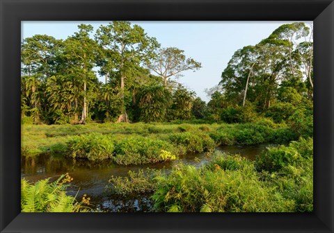 Framed Lango Bai Odzala-Kokoua National Park Congo Print