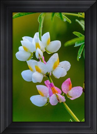 Framed Wildflower Bale Mountains National Park Ethiopia Print