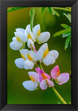 Framed Wildflower Bale Mountains National Park Ethiopia Print