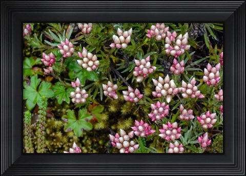 Framed Helichrysum Meyeri-Johannis Bale Mountains National Park Ethiopia Print