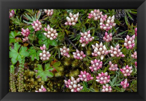 Framed Helichrysum Meyeri-Johannis Bale Mountains National Park Ethiopia Print