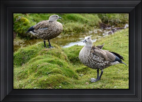Framed Blue-Winged Goose, Cyanochen Cyanoptera Bale Mountains National Park Ethiopia Print