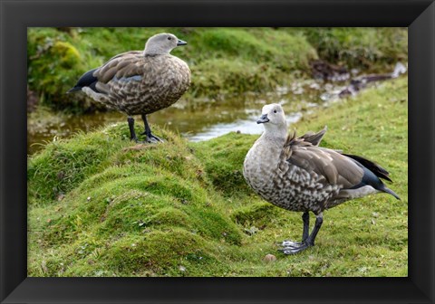 Framed Blue-Winged Goose, Cyanochen Cyanoptera Bale Mountains National Park Ethiopia Print