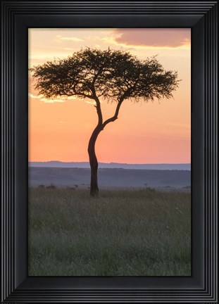 Framed Sunset over Tree, Masai Mara National Reserve, Kenya Print