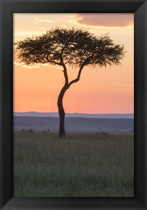 Framed Sunset over Tree, Masai Mara National Reserve, Kenya Print