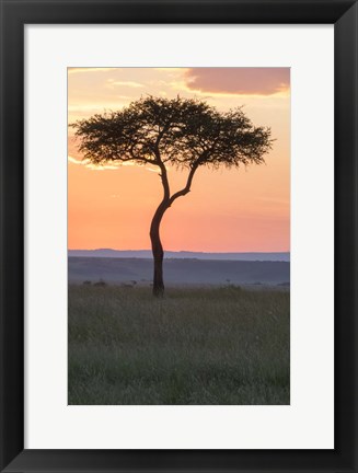 Framed Sunset over Tree, Masai Mara National Reserve, Kenya Print