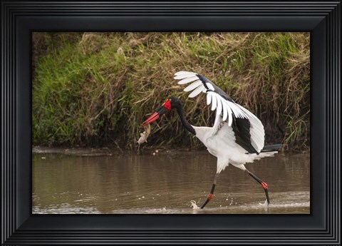 Framed Saddle-Billed Stork, with Fish, Kenya Print