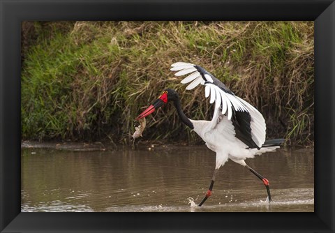 Framed Saddle-Billed Stork, with Fish, Kenya Print