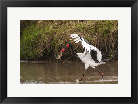 Framed Saddle-Billed Stork, with Fish, Kenya Print