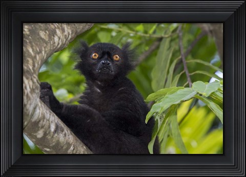 Framed Madagascar Wild Black Lemur Male Print