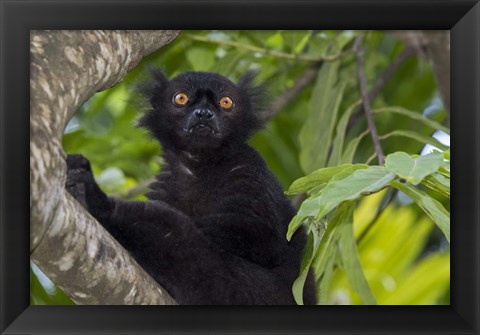 Framed Madagascar Wild Black Lemur Male Print