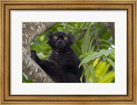 Framed Madagascar Wild Black Lemur Male Print