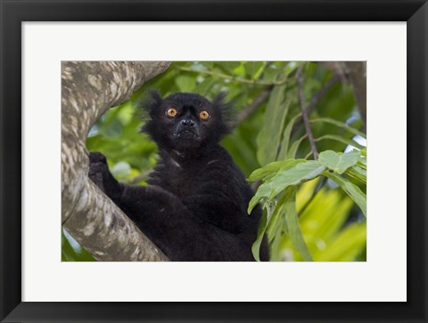 Framed Madagascar Wild Black Lemur Male Print