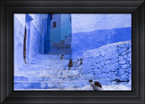 Framed Cats in an Alley, Chefchaouen, Morocco Print