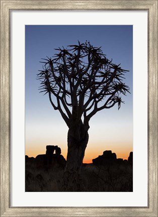 Framed Quiver Tree Forest, Kokerboom at Sunset, Keetmanshoop, Namibia Print