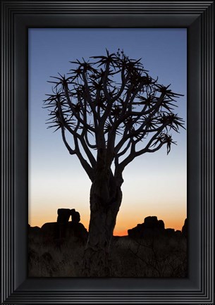 Framed Quiver Tree Forest, Kokerboom at Sunset, Keetmanshoop, Namibia Print