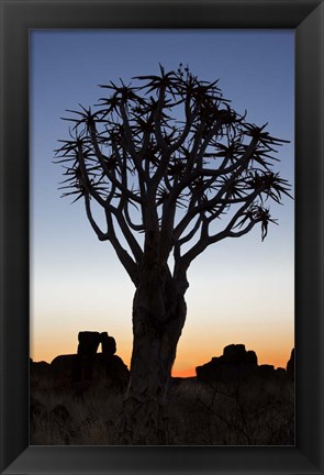 Framed Quiver Tree Forest, Kokerboom at Sunset, Keetmanshoop, Namibia Print