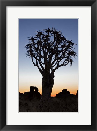 Framed Quiver Tree Forest, Kokerboom at Sunset, Keetmanshoop, Namibia Print