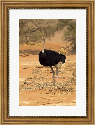 Framed Sossusvlei Male Ostrich, Namib-Naukluft National Park,  Namibia Print