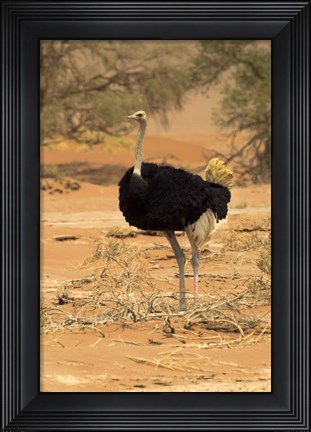 Framed Sossusvlei Male Ostrich, Namib-Naukluft National Park,  Namibia Print