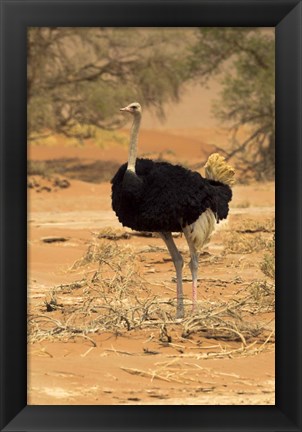 Framed Sossusvlei Male Ostrich, Namib-Naukluft National Park,  Namibia Print