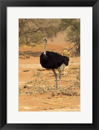 Framed Sossusvlei Male Ostrich, Namib-Naukluft National Park,  Namibia Print