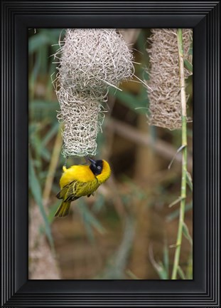 Framed Male Masked Weaver Building a Nest, Namibia Print