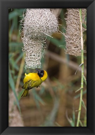 Framed Male Masked Weaver Building a Nest, Namibia Print