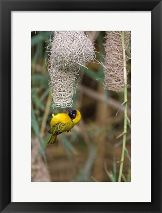 Framed Male Masked Weaver Building a Nest, Namibia Print