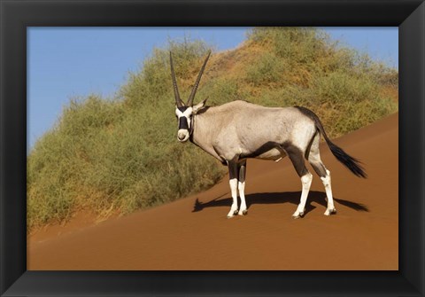 Framed Oryx, Namib-Naukluft National Park, Namibia Print